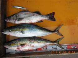 白子島、ミノーでハマチにヒラスズキ