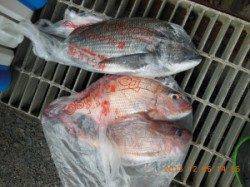 カゴで50cmのグレ、マダイが釣れました 地のこ・西肩にて