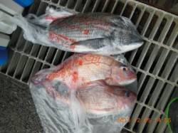 カゴで50cmのグレ、マダイが釣れました　…