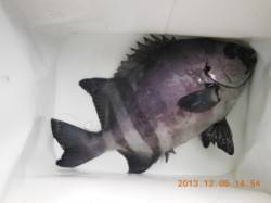 地コバンでフカセ釣り〜サンバソウ40cm〜…