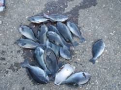 カナトコでのフカセ釣り　本日グレのボウズ無…