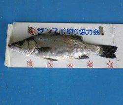 高浜地磯でルアーフィッシング！ヒラスズキをミノーで仕留めました！