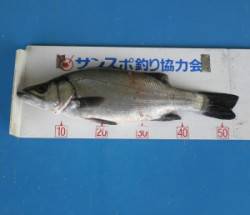 高浜地磯でルアーフィッシング！ヒラスズキを…