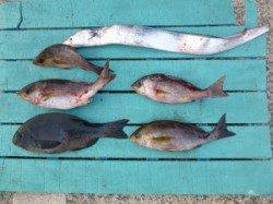 神谷沖一文字でカゴ釣り、イサギ・グレ・タチウオ