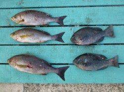 神谷沖一文字でカゴ釣り、イサギ・グレ・タチウオ