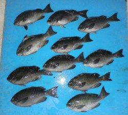 日引の磯でグレ好調、４人で30cmUPを28匹