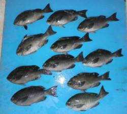 日引の磯でグレ好調、４人で30cmUPを2…