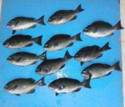 日引の磯でグレ好調、４人で30cmUPを28匹