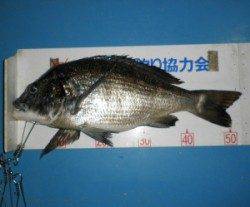 大丹生防波堤でチヌ53.3cm！