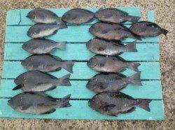 神谷沖一文字内向きでカゴ釣り　グレ14匹