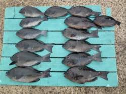 神谷沖一文字内向きでカゴ釣り　グレ14匹