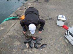 イサギ良く釣れてます!シオフキ、沖の赤島でフカセ釣り