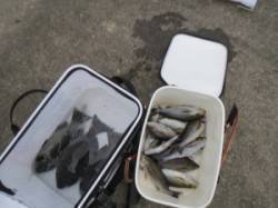 イサギ良く釣れてます!シオフキ、沖の赤島で…