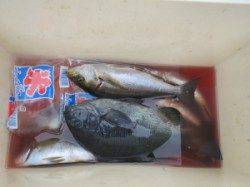 沖のカンゴメでカゴ釣り、イサギがよく釣れました(*’ω’*)