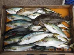 ハマチ・メジロ・ヒラマサなど青物爆釣しまし…