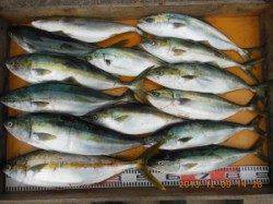 ハマチ・メジロ・ヒラマサなど青物爆釣しました(^_^)/