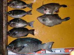 フカセのグレ、全体的に渋い中49㎝や尾長も…