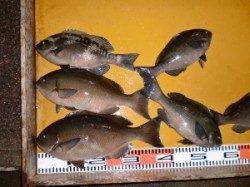 フカセのグレ、全体的に渋い中49㎝や尾長もでてます