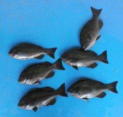 日引でグレは結構釣れました