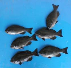 日引でグレは結構釣れました