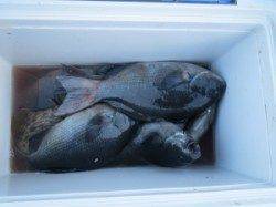 コレバイの釣果☆グレ大漁ゲット‼