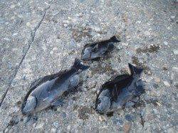 沖のカンゴメ&シオフキでのフカセグレ釣果