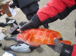 沖のカンゴメでアカハタが釣れました！