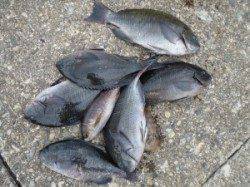 沖のカンゴメでアカハタが釣れました！