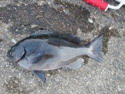 昼前から強風が…萩尾の磯でフカセ釣り