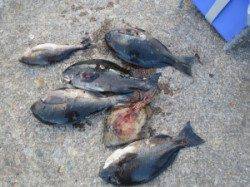 地のカンゴメ、フカセで35cmのグレの釣果も