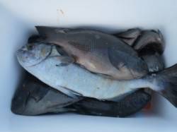 白崎や大島でもグレ好調のようです