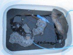 白崎や大島でもグレ好調のようです