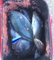 沖の赤島、昼前からグレ釣れました！