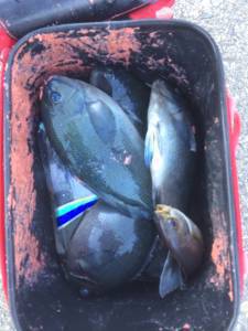 沖の赤島、昼前からグレ釣れました！