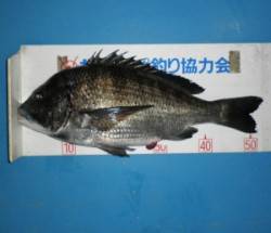 筏で年無しチヌ！良型狙いの季節となりました…