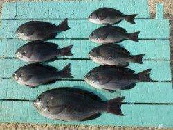 脂ののった寒グレです！神谷沖一文字でかご釣り