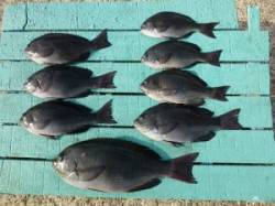 脂ののった寒グレです！神谷沖一文字でかご釣…