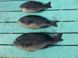 脂ののった寒グレです！神谷沖一文字でかご釣り