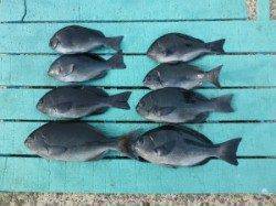 神谷沖一文字カゴ釣り釣果　グレのシーズンです