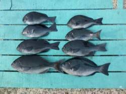 神谷沖一文字カゴ釣り釣果　グレのシーズンで…