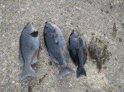 【17日】沖の赤島でのフカセ釣果　グレ3枚