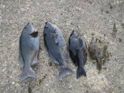 【17日】沖の赤島でのフカセ釣果　グレ3枚…