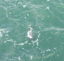 日引磯でグレ・チヌ、水温低くタナも深かったです