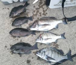 日引磯でグレ・チヌ、水温低くタナも深かった…