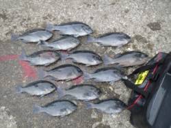 コレバイでフカセ釣り　入れ食いでした★