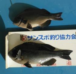 音海磯でグレ43cm！ 穏やかな海上でした…
