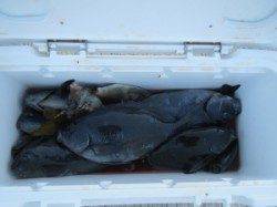 風は強かったですが大漁です♪ フカセグレ釣果