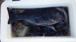 八丈でフカセ　風が強いなか良く釣られていました