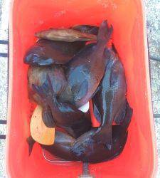 ぼちぼち釣れてました～萩尾の磯のフカセグレ