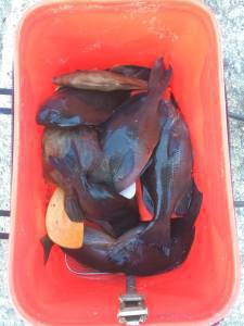 ぼちぼち釣れてました～萩尾の磯のフカセグレ